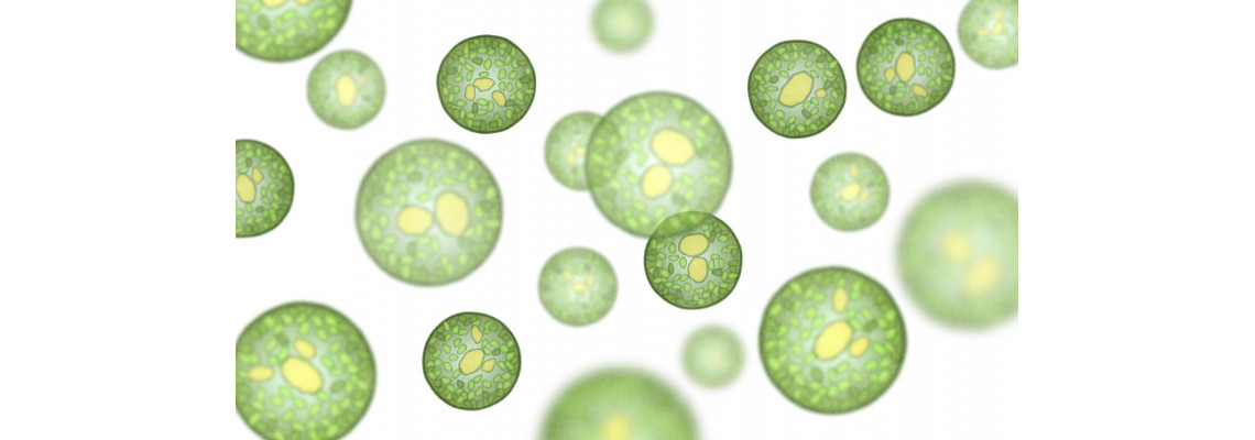 Effectively Homogenize Precipitates, Cells and Tissues