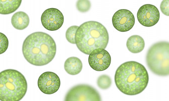 Effectively Homogenize Precipitates, Cells and Tissues